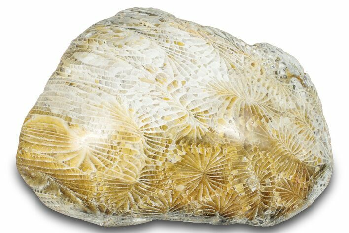 Polished Fossil Coral Head - Indonesia #293851